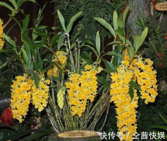 棕榈皮|门前石头上长了一丛草,朋友出1000元来买,开起花来真漂亮!