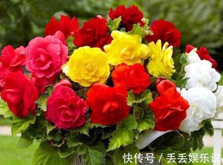 4种花自带财运,好养易活不招虫,看起来绿绿的,很漂亮