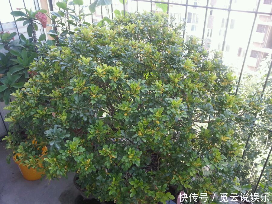 米兰盆栽换盆后叶片发黄又掉落该怎么办两种换盆方式两种方法