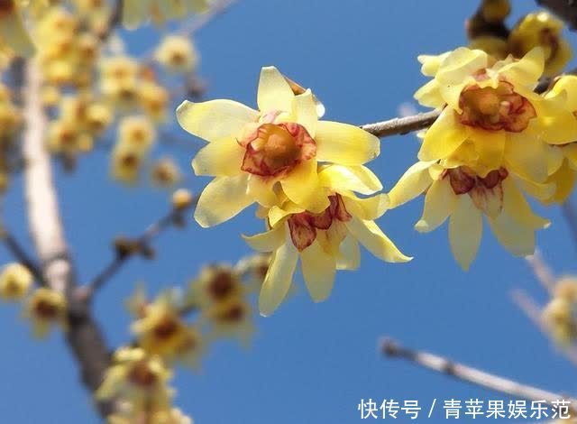 郯城：腊梅花盛开 春天气息浓了