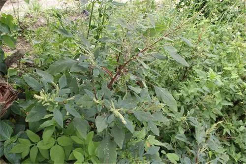价值|曾在田边常见,嫩叶能当菜吃,如今价值颇高,老农爱挖根煲汤