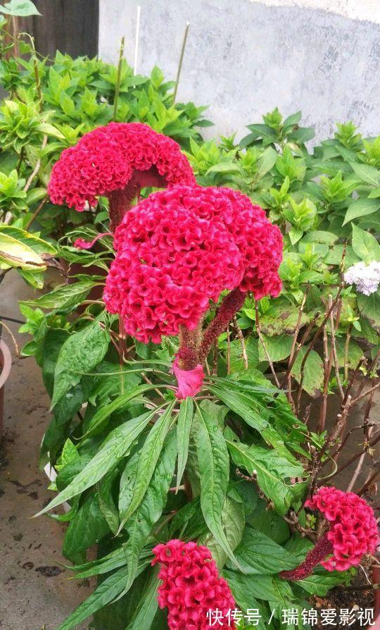 农村人都爱种的5种花,没啥名气,开花却漂亮极了!