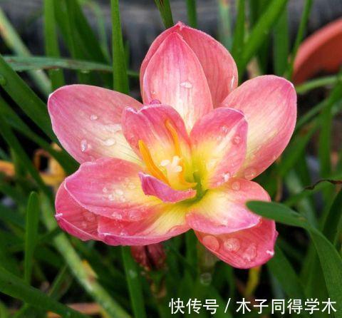 茉莉花|这三种花，越淋雨越爱开花，夏天赶紧搬出去