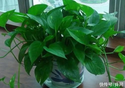 3个地方不要随意摆放绿萝,不是迷信,很重要