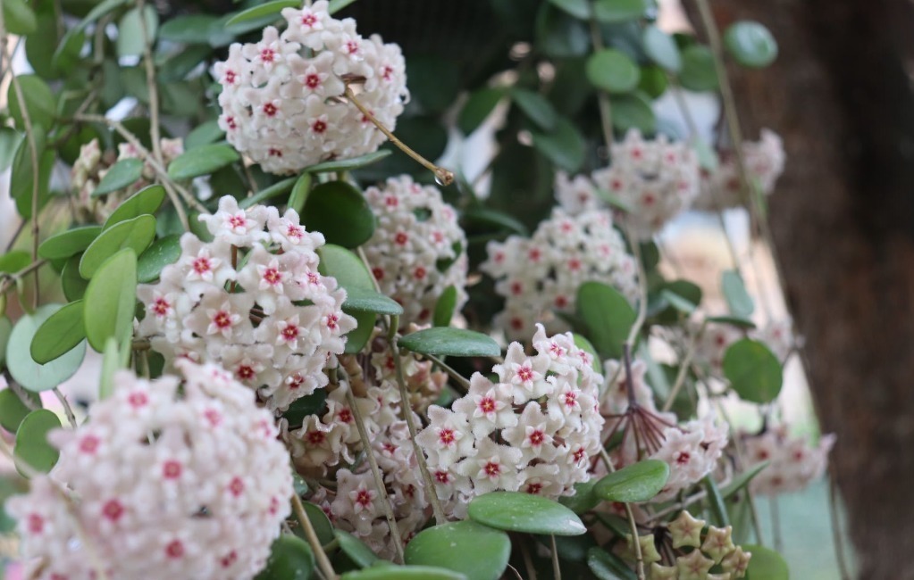 如果想在卧室养花,4种花尽量别养卧室,对身体没好处