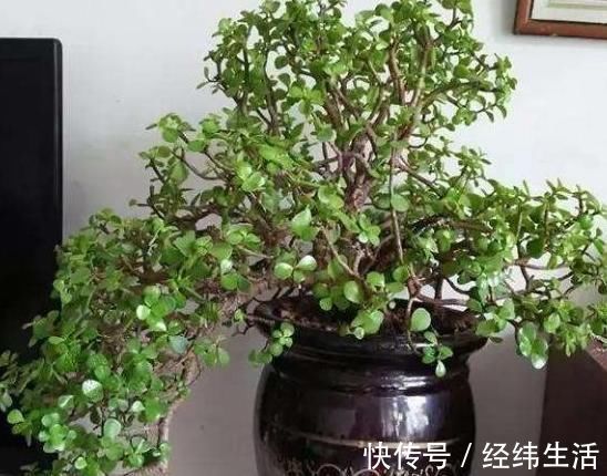 马齿苋摇身一变成“金枝玉叶”,花友1年养成老桩,高价都不卖