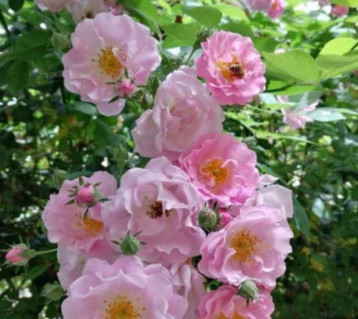 家里养上4种花,不见叶子只见花,花瓣层层叠叠超漂亮