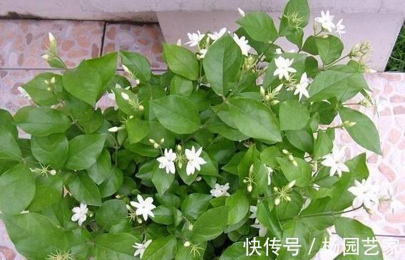 根壮|茉莉花烂根、黄叶别急着扔,做好这些,叶绿根壮,养一盆开爆一盆