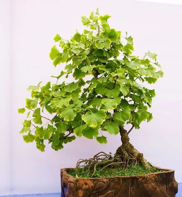 俗语:“客厅有树,十有九富”,不是迷信,为了好兆头也要养一盆