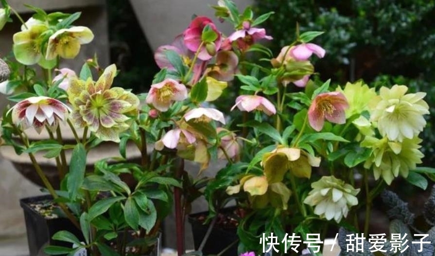 “名字很土,花朵好看”的3种花,皮实好养不怕冷,适合新手花友