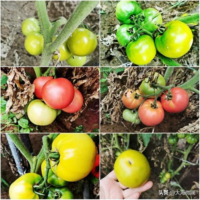 亲戚|姐的菜园喜获丰收，各式各样蔬菜都有，亲戚邻里大筐满小袋流