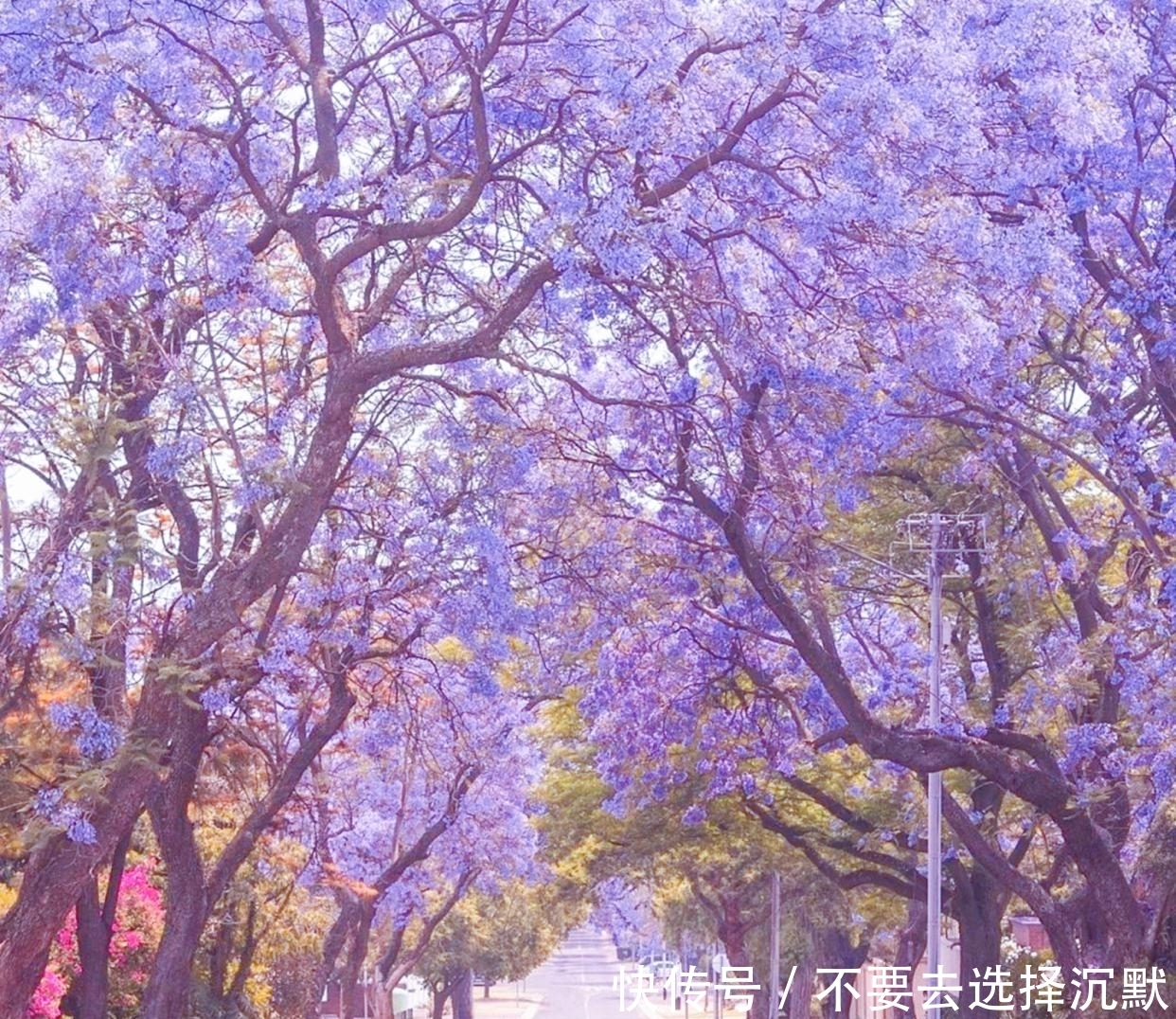 巴西来的“网红树”,一年花期仅20天,美得让人不敢相信