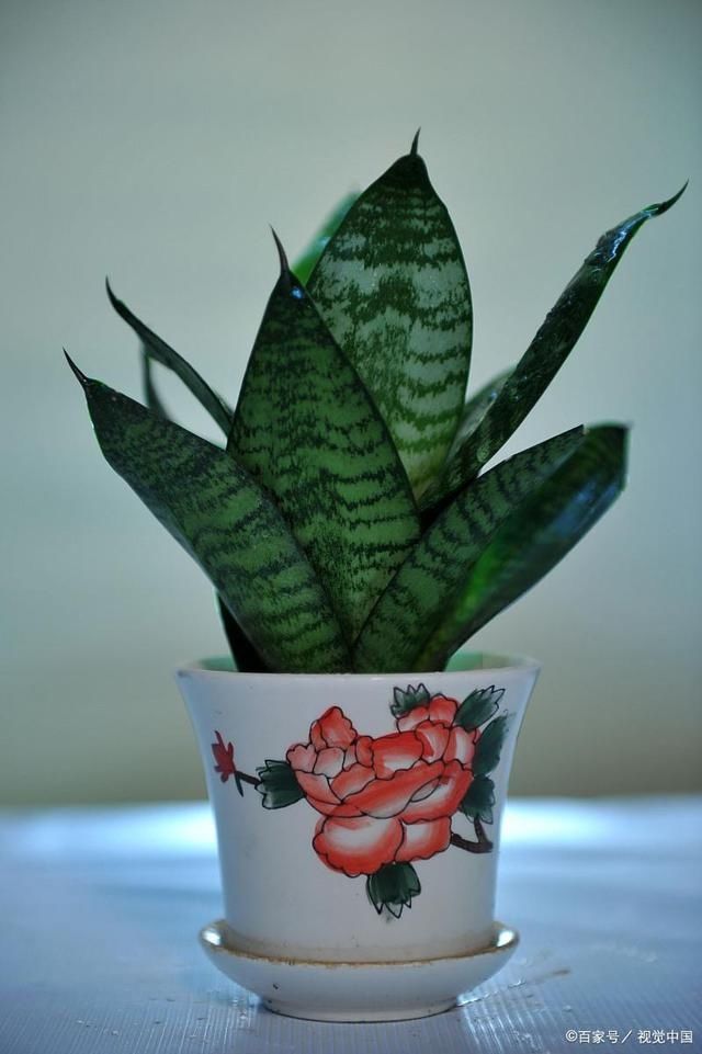 4种花被人们称为“穷命花”,不能住“大房子”,挤挤反而易爆盆