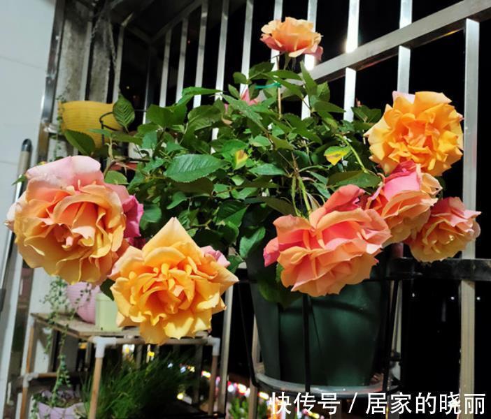 盆栽|此款微型月季四季开,1次维持1个月,是开花机器里的“劳模”