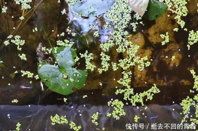 幸福|上千条孔雀鱼在封闭的浮萍下生活着,拨开浮萍全是鱼,它们好幸福
