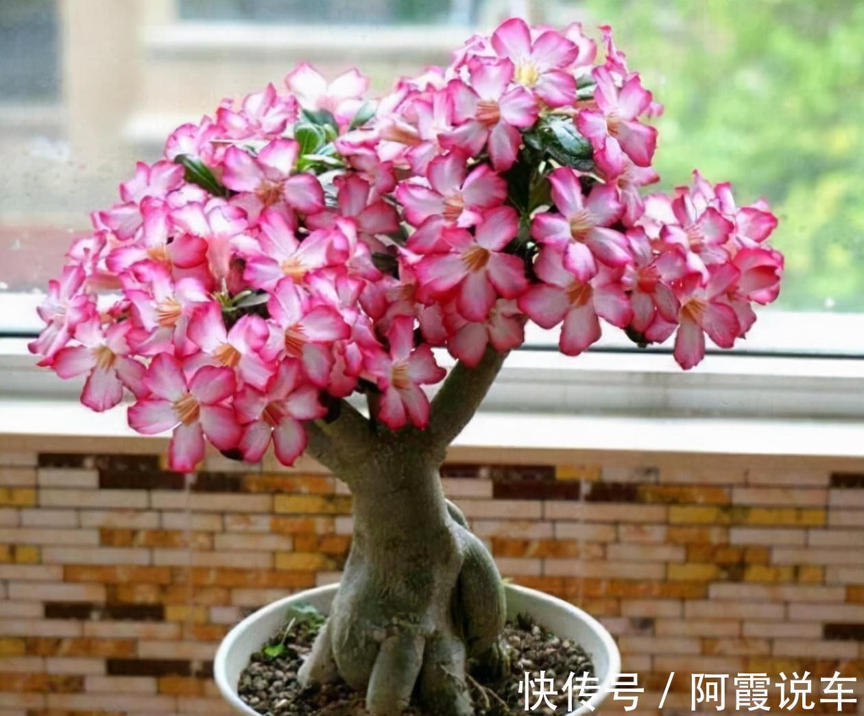 农历九月十八霜降后，养什么花？家里养3种花，蒸蒸日上红红火火