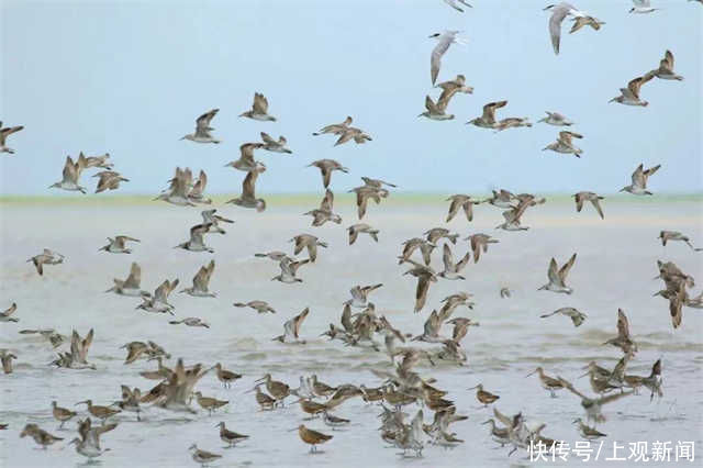 湿地|看，崇明来了只“小花狮”