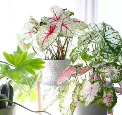 总爱给花浇水那就养这4种花,不怕浇,还越浇越旺