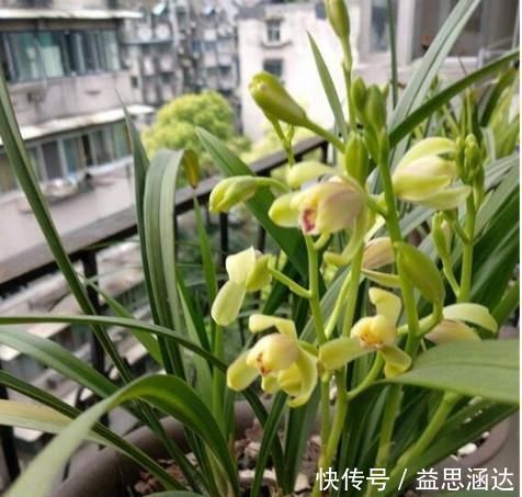 养兰花这点最关键,发芽多又壮,开花多又香,年年开花不断