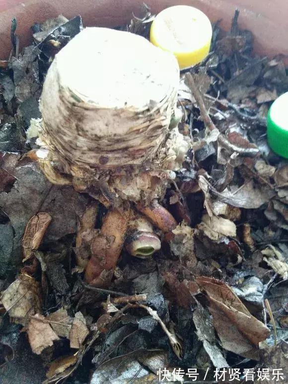 花友|君子兰、绿萝秋天“砍一刀”,呼呼冒出8个芽,赚了!