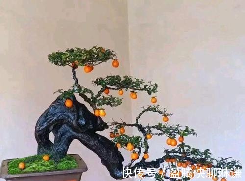 老桩|给金弹子盆景造型,几个问题要注意,你做对了吗?