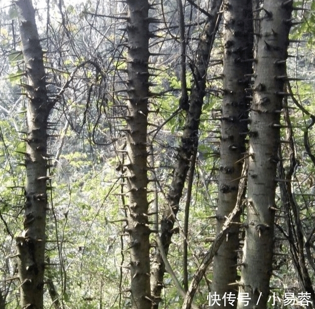 "啥叫文玩硬汉?不管多虐手,说盘就盘"