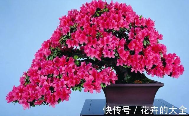 磷酸二氢钾|以下花想要养好难度大,需要熟知它的习性,养护上还要少犯错