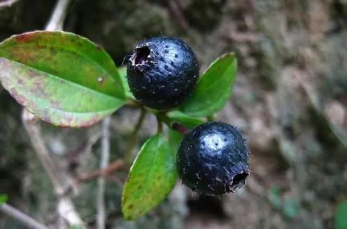 大山|大山里的野果,小时候当零嘴吃,现在是绿化植物,不知道的可惜了