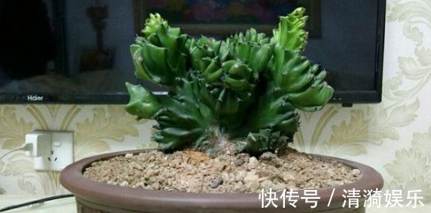 在家就养四种花，名字好听还旺运，简单养护一下，蹭蹭长爆盆