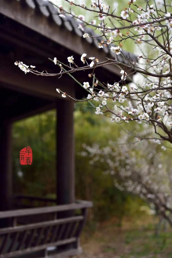 老年|春暖花开!阜城第一波春色来啦~