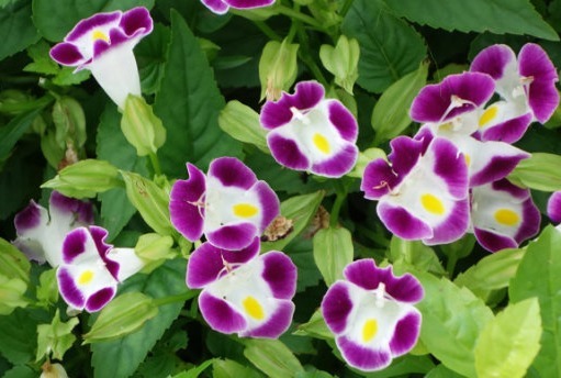 在家养花总是养不活,试试这些花草,易成活生根快,开花爆满