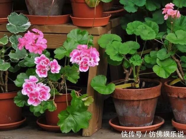 替代|花盆里插铁钉有用吗?能不能替代硫酸亚铁?