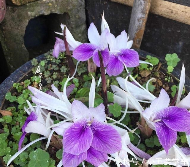 莪术|生姜开花,原来这么美,第一次见到!生姜开花,原来这么美,第一次见到!