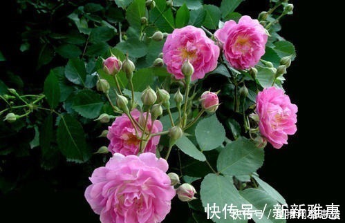 忘了月季吧!此花更好养,扦插成活快,花量大香味浓,开出花海