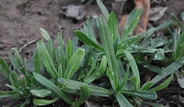 清肺|天然的“止咳王”暴露了,一野草用来煮水,清肺化痰,整年不咳嗽