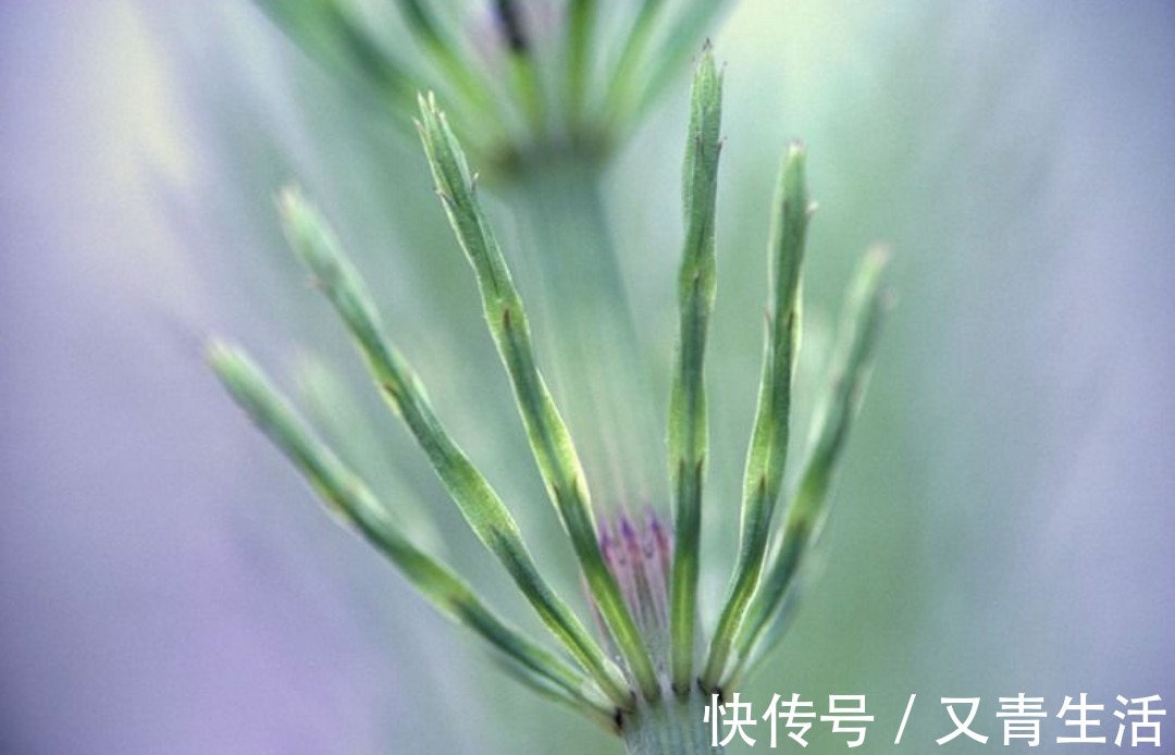 野草|农村一种野草,被称为“节节木贼”,价值珍贵,若是遇见,请珍惜