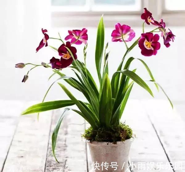 冬季养花大全，家里有这21种花的看过来