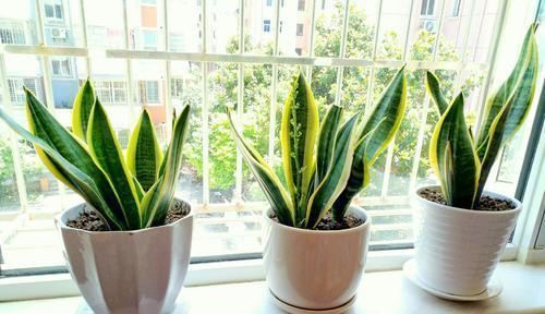浇水|人养花,花亦养人,老祖宗的话不是没道理,室内要养“健康花”