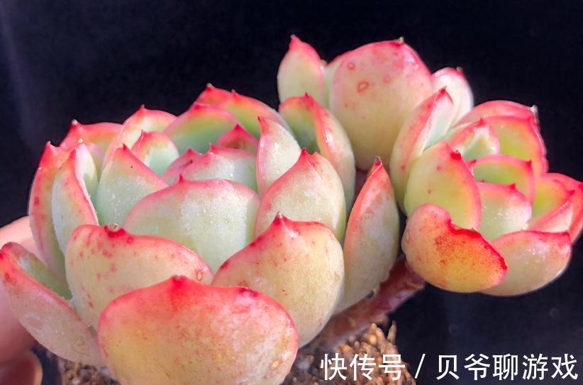 多肉植物养不好,养肉先养根,养好多肉要根部做起