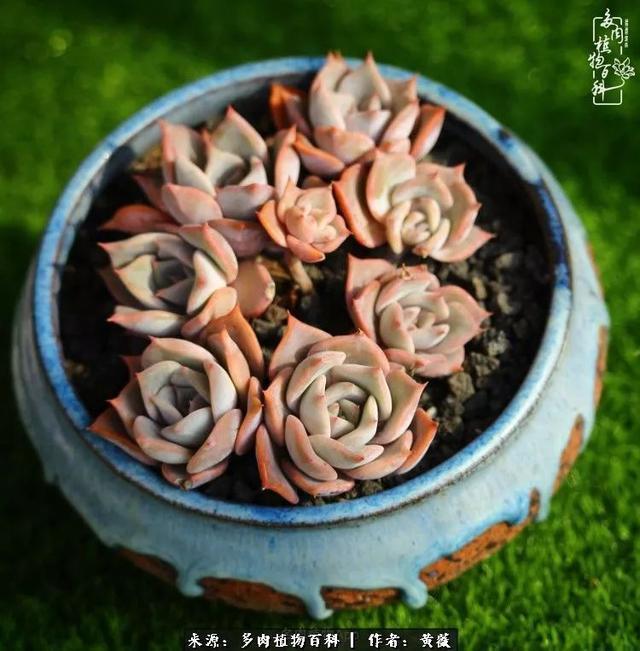 养了三年多肉，终于明白佛系养肉才是王道！