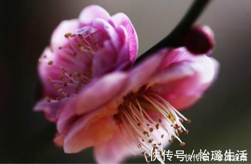 陆游|最唯美的一首词,800多年来无人能出其右,成为宋词压卷之作