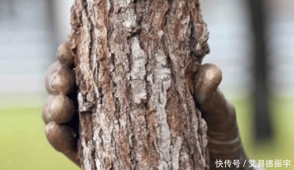 从来|一只“孤独”的手,握了一棵树50多年,从来都没有松开过!