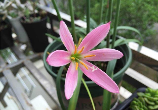 几款花卉,花大服盆快,花型圆滚惹人爱,值得拥有