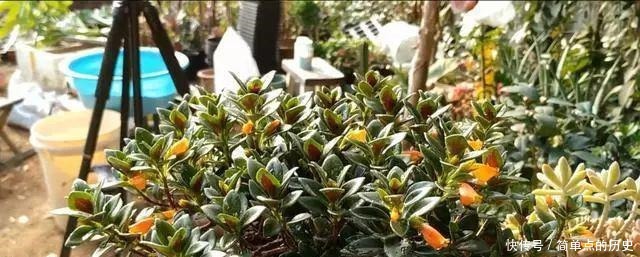 金鱼吊兰一年四季这样养,冬天保证开花爆满盆,满满一盆小金鱼!