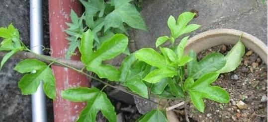 百香果|吃剩的水果种子,往盆里一种,种成小盆栽,一不小心就结出果实来