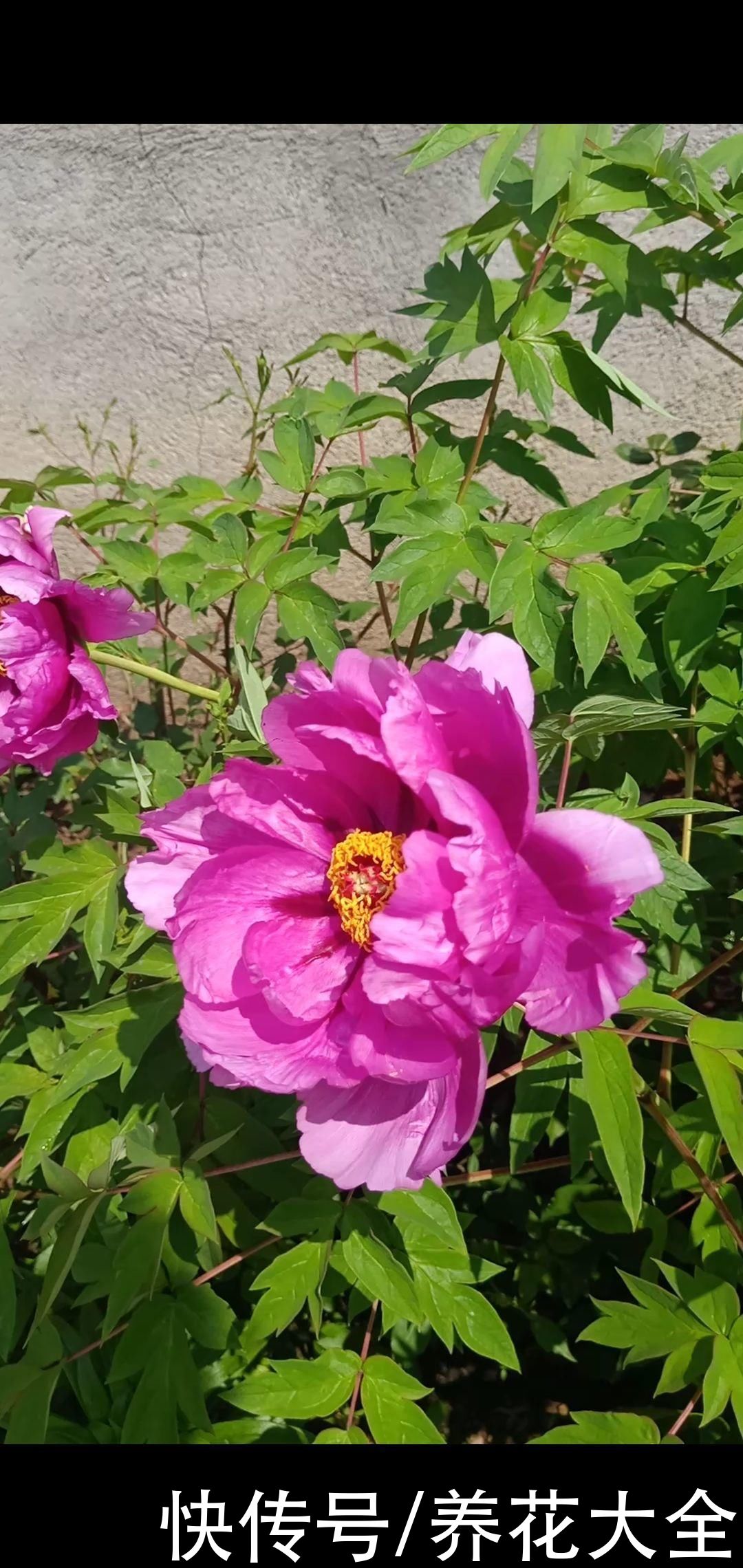 这么多花，为什么偏偏牡丹是“花中之王”？看完你也得服