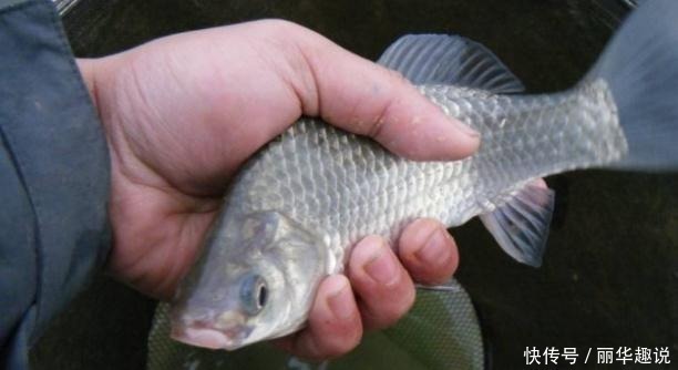 水库钓鱼，这些技巧不能忘！学好了，爆护简直太轻松