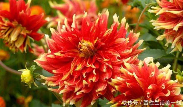 三伏天最能“开”的5种花,不惧高温,花开不断!