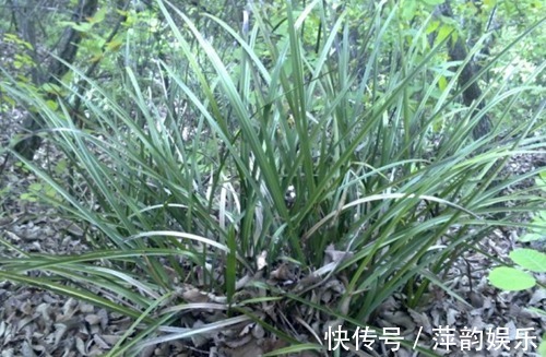 山里的极品,过去满山遍野都是,如今一株难寻,价格涨到每株2百