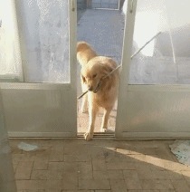 |搞笑GIF段子:算了,还是我来吧!你这拔不出来会弄疼自己的!